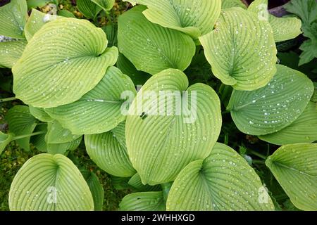 Raindrops on the leaves of a funkia (Hosta, Funkia) Stock Photo