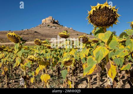 Campo de girasoles Stock Photo