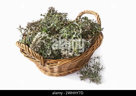 Plant moss Cetraria islandica on a white background Stock Photo