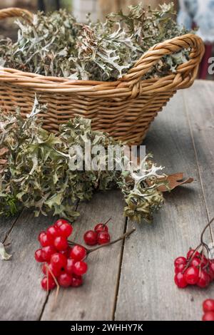 In a basket Icelandic moss (Cetraria islandica) and guelder-rose berries Stock Photo