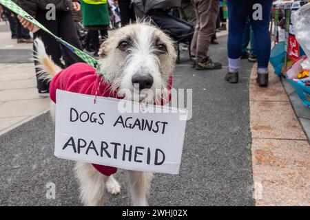 Leeds, UK. 10 FEB, 2024. Dog wears 'Dogs against apartheid' at Leeds Watermelon palestine protest. Credit Milo Chandler/Alamy Live News Stock Photo