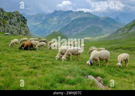 Flock of sheep in the meadows of Portalet Stock Photo - Alamy