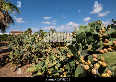 Prickly pears with ripe fruits Stock Photo