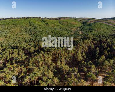 Bosque de pino silvestre Stock Photo
