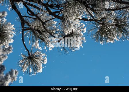 Frost on Ponderosa pine branches,  Iwetemlaykin Heritage Site, Wallowa Valley, Oregon. Stock Photo