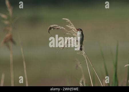 Sedge Warbler (Acrocephalus schoenobaenus) in during courtship Stock Photo