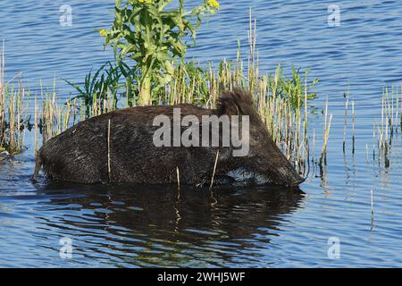Wild boar in the water Stock Photo