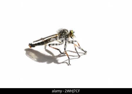 Side view of a robber fly, Asilidae family, probably Pamponerus germanicus, predator insect with orange leg sections, isolated w Stock Photo