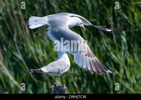 Common gulls (Larus canus) in summer on the Baltic Sea Stock Photo