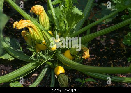 Yellow ball zucchini fruits with flowers between the long stems of the green leaves growing in the vegetable garden, cultivated Stock Photo