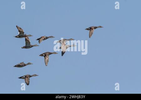 A flock of Gadwall ducks in flight in the evening sun Stock Photo