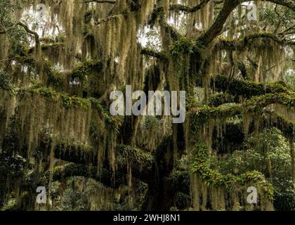 A close-up view of a live oak tree with Spanish moss in lush summer green Stock Photo