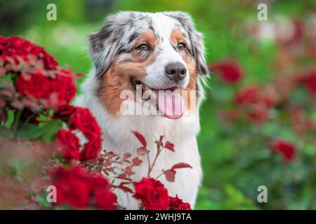 Portrait of an Australian Shepherd dog on a summer lawn with flowerbed on a sunny day Stock Photo