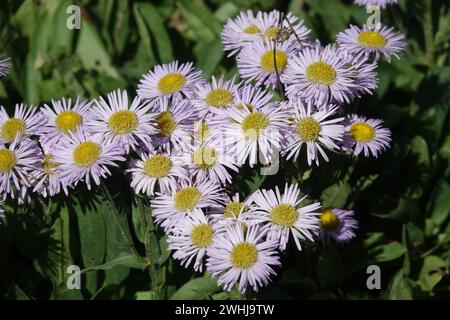 Kalimeris incisa Blue Star, Japanese aster Stock Photo