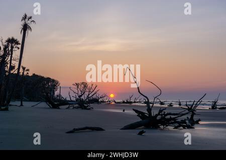 Sunrise with sun low over the horizon on a beach with dead trees and driftwood Stock Photo