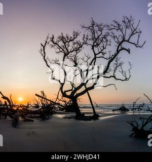 Sunrise with sun low over the horizon on a beach with dead trees and driftwood Stock Photo