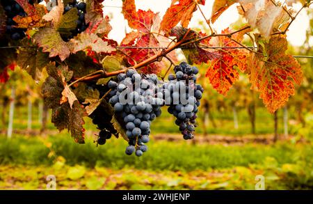 Blue ripe wine grapes hang from a vine with autumn leaves. Bunches of red wine grapes on old vine. Stock Photo