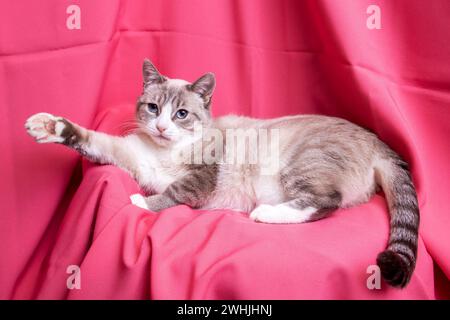Gray cat with blue eyes lying on pink background close up Stock Photo
