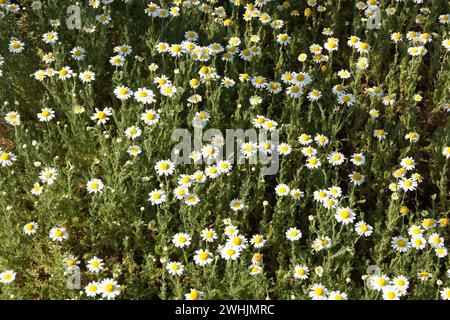 Chamaemelum nobile, chamomile Stock Photo