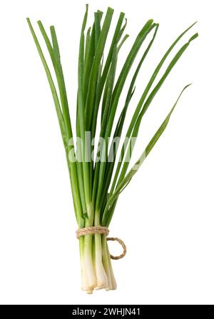 A bunch of green onions tied with a rope on a white isolated background Stock Photo
