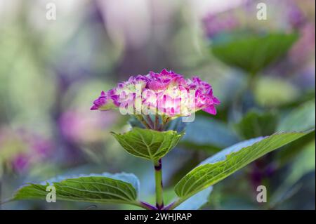 Hydrangea blossom Stock Photo