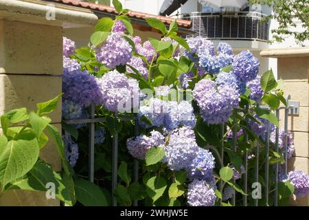 Hydrangea macrophylla, hortensia Stock Photo