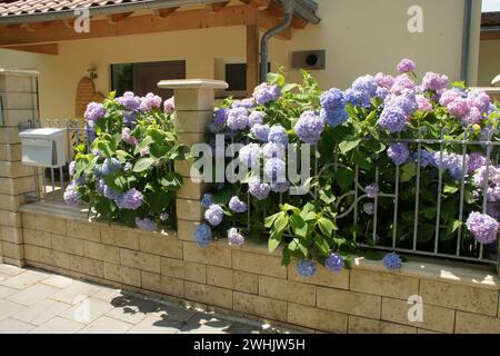 Hydrangea macrophylla, hortensia Stock Photo