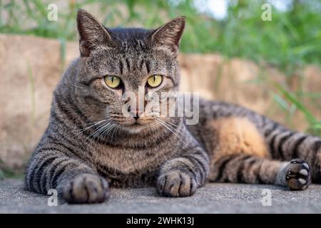 Cute female cat sitting on concrete floor Stock Photo