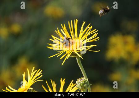 Inula helenium, elecampane, bumblebee Stock Photo