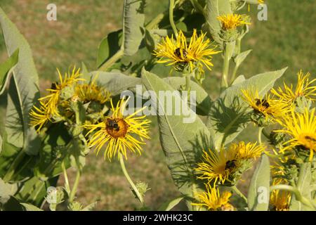 Inula helenium, elecampane, bumblebee Stock Photo