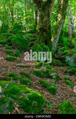 Block heap, in the mountain forest, Milseburg, near Hofbieber, Kuppenrhoen, Rhoen, Hesse, Germany Stock Photo