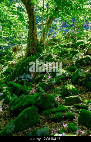 Block heap, in the mountain forest, Milseburg, near Hofbieber, Kuppenrhoen, Rhoen, Hesse, Germany Stock Photo