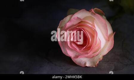 Rose isolated on the black stone Stock Photo
