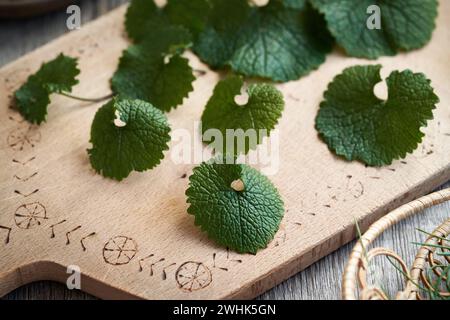 Fresh young garlic mustard leaves harvested in winter - a wild edible plant Stock Photo