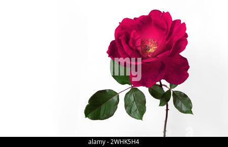 Red garden rose isolated on the white background Stock Photo