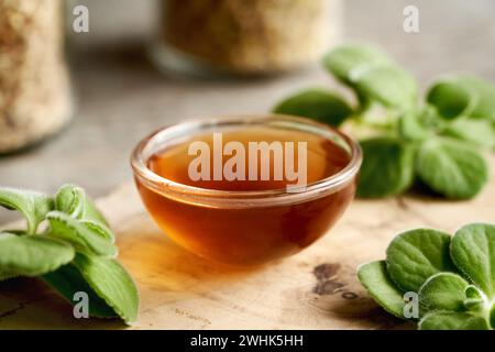 Homemade Plectranthus amboinicus syrup for common cold, with fresh leaves Stock Photo