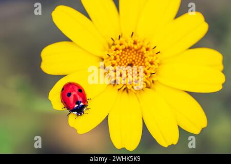 Ladybird on the yellow flower Stock Photo