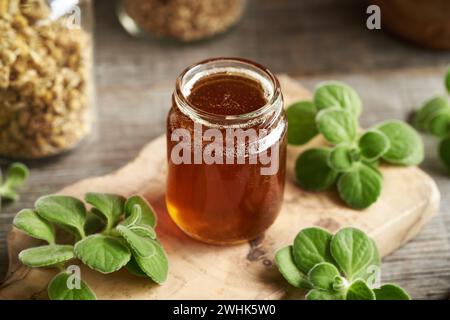 A jar of homemade Plectranthus amboinicus syrup for common cold, with fresh plant Stock Photo