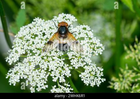 Volucella pellucens, the pellucid fly Stock Photo