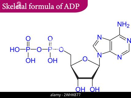 Structure of Adenosine monophosphate .Vector illustration. Stock Vector