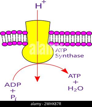 Mitochondrial ATP synthase complex.Vector illustration Mitochondrial ATP synthase complex.Vector illustration Stock Vector