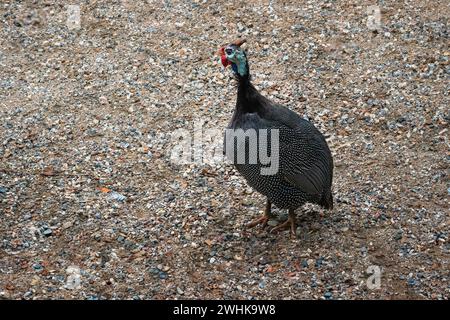 Helmeted Guineafowl bird (Numida meleagris) Stock Photo