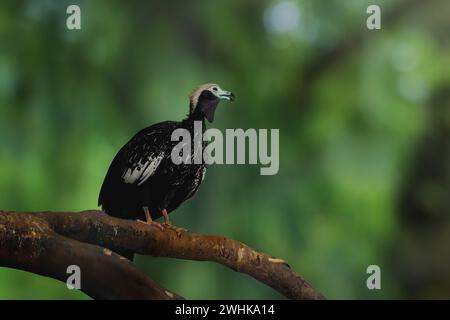 Blue-throated Piping Guan (Pipile cumanensis) Stock Photo