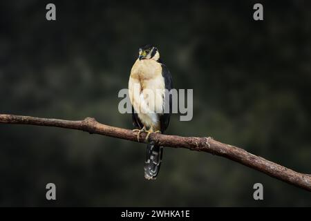 Collared Forest Falcon (Micrastur semitorquatus) - Tawny Morph Stock Photo