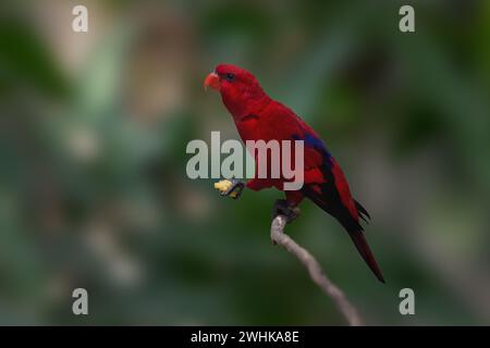 Red Lory bird (Eos bornea) Stock Photo