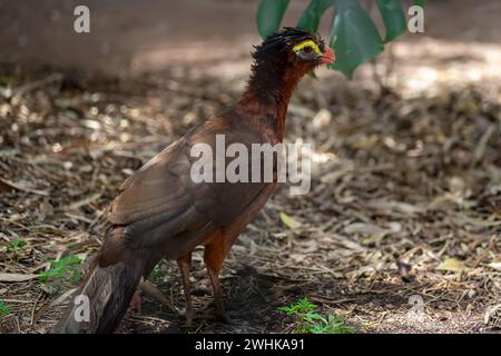 Nocturnal Curassow bird (Nothocrax urumutum) Stock Photo