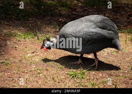 Helmeted Guineafowl bird (Numida meleagris) Stock Photo