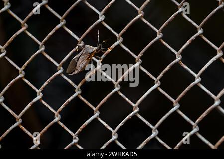 Passionvine Bug (Leptoglossus gonagra) - Insect Stock Photo