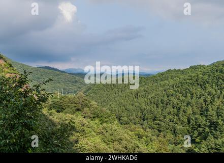 Landscape of forested mountain region with lush green forest in foreground and rolling clouds over mountains in the distance in the background Stock Photo