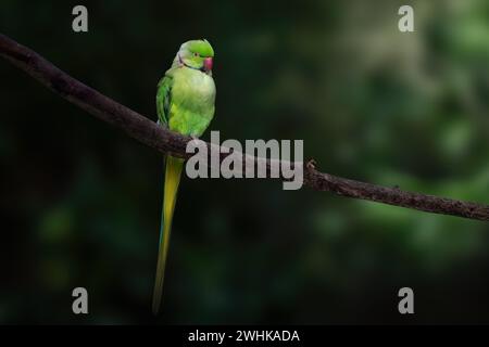 Male Ring Neck (Psittacula krameri) or Rose-ringed Parakeet Stock Photo